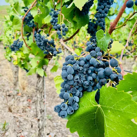 Der Weinladen 克罗夫